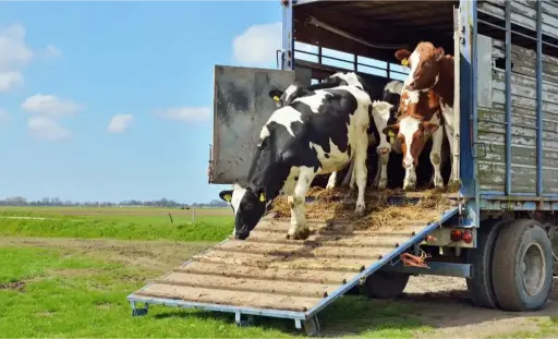 Nakliye kamyonundan rampayla yeşil alana indirilen süt ve et ırkı inekler.